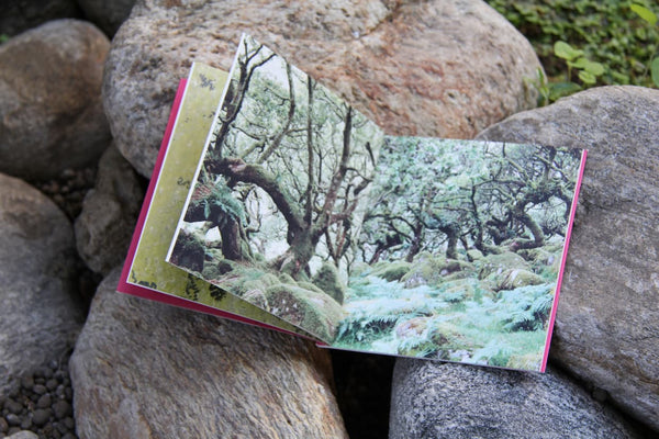 Cahier nr. 6 - Lo stato delle  cose