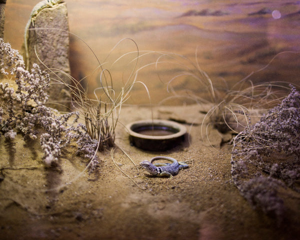 Dreaming Leone - SIGNED COPY