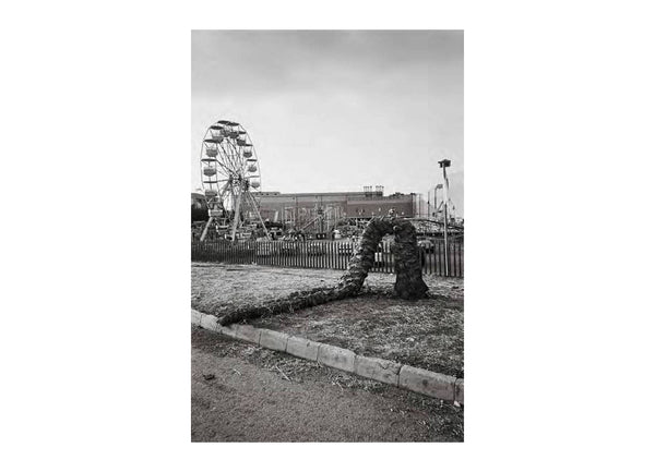 A Palm Tree Bows to the Moon