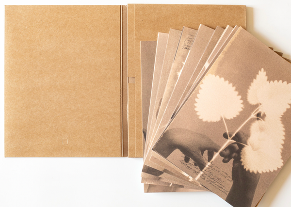 Herbarium - I fiori sono rimasti rosa