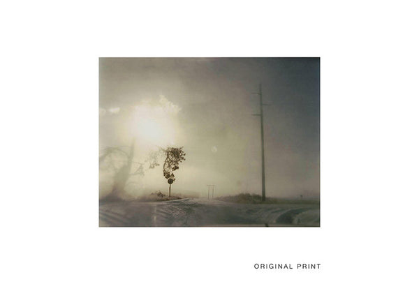 Crooked Cracked Tree in Fog