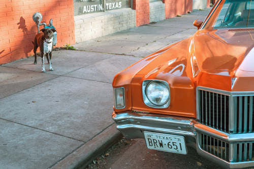 I've Always Been a Cowboy in My Heart