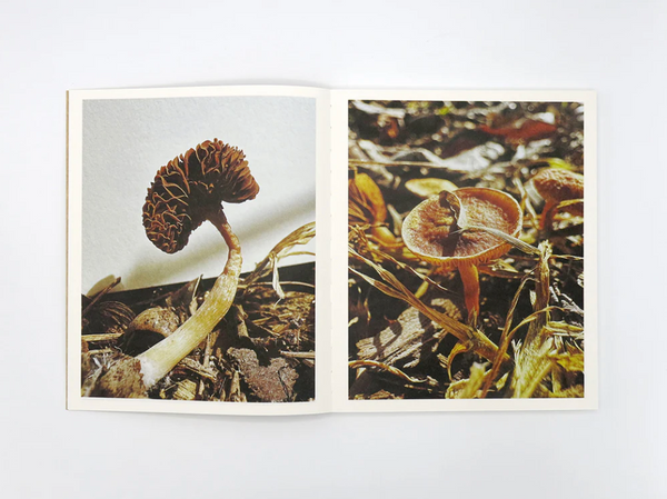 Fruiting Bodies