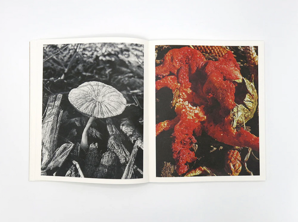 Fruiting Bodies