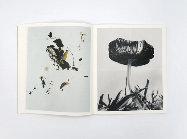 Fruiting Bodies