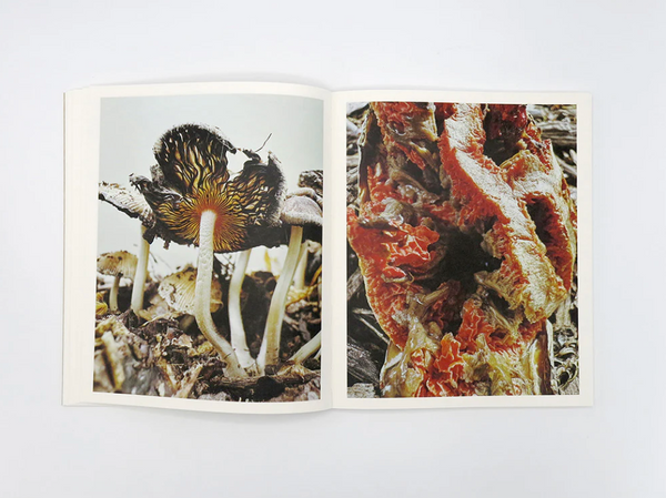 Fruiting Bodies