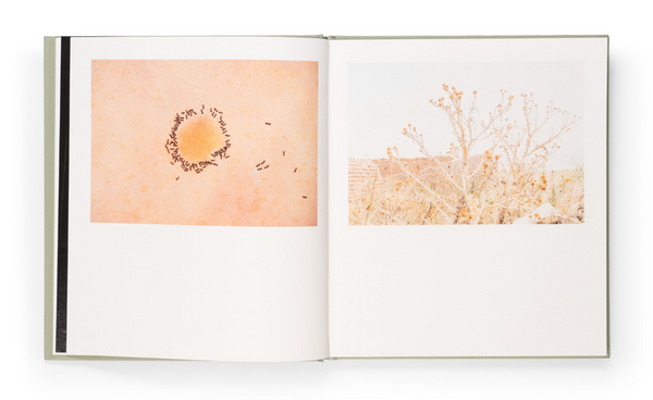 Presencio & The Rural Kids