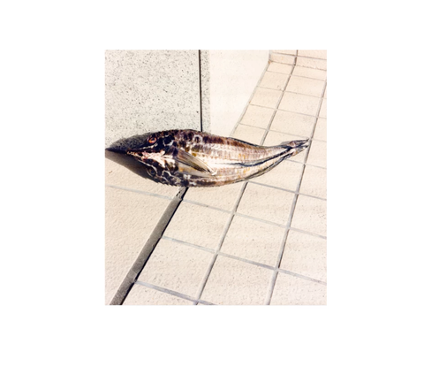 Tokyo Fishgraphs II