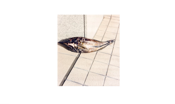 Tokyo Fishgraphs II
